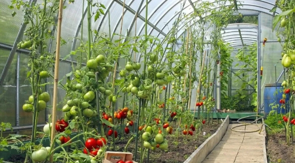 大棚小知識(shí)：低溫雨雪天，大棚蔬菜該如何防凍？